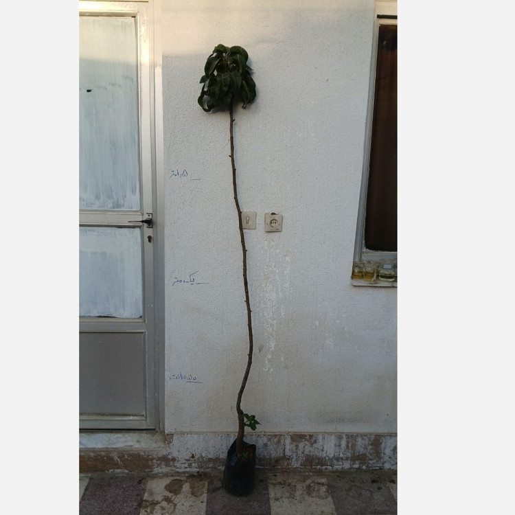 نهال گلابی کانکورد پیوندی گلدانی (پسکرایه)