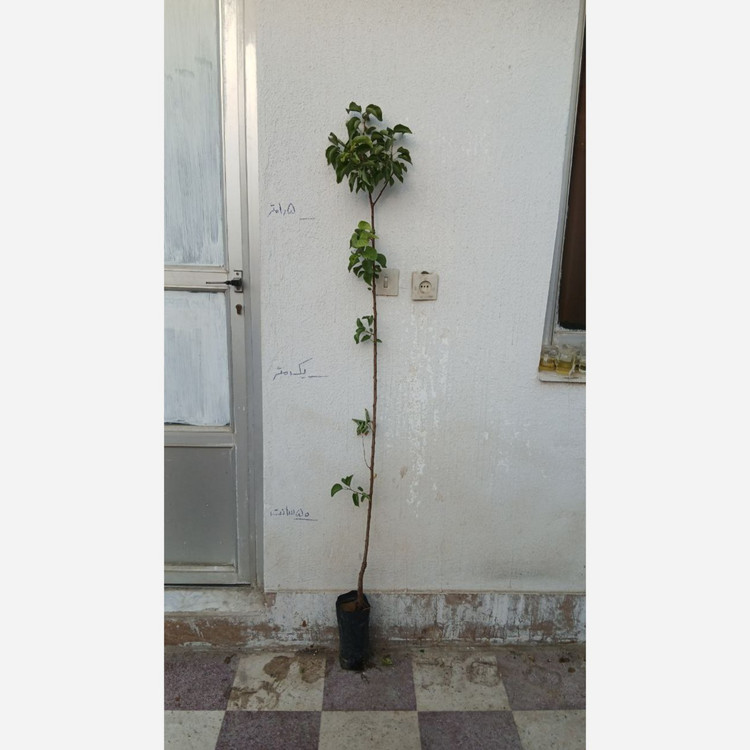 نهال زردالو پرتقالی پیوندی گلدانی (پسکرایه)