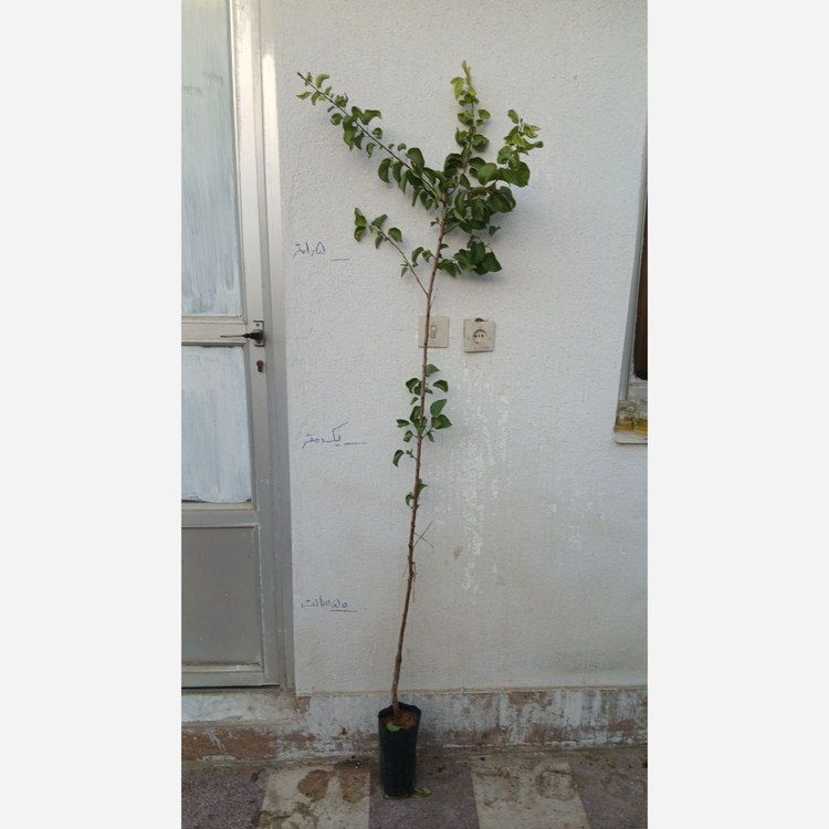 نهال زردالو قرمز پیوندی دو متری گلدانی (پسکرایه)