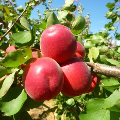 نهال زردالو قرمز پیوندی دو متری گلدانی (پسکرایه)