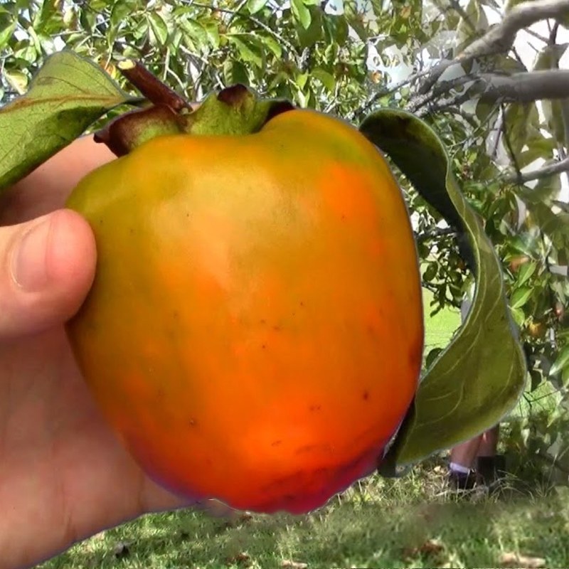 نهال خرمالو موزی پیوندی اصل گلدانی (پسکرایه)