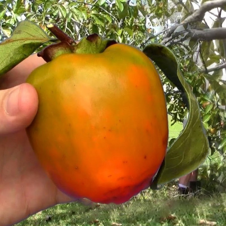 نهال خرمالو موزی پیوندی اصل گلدانی (پسکرایه)
