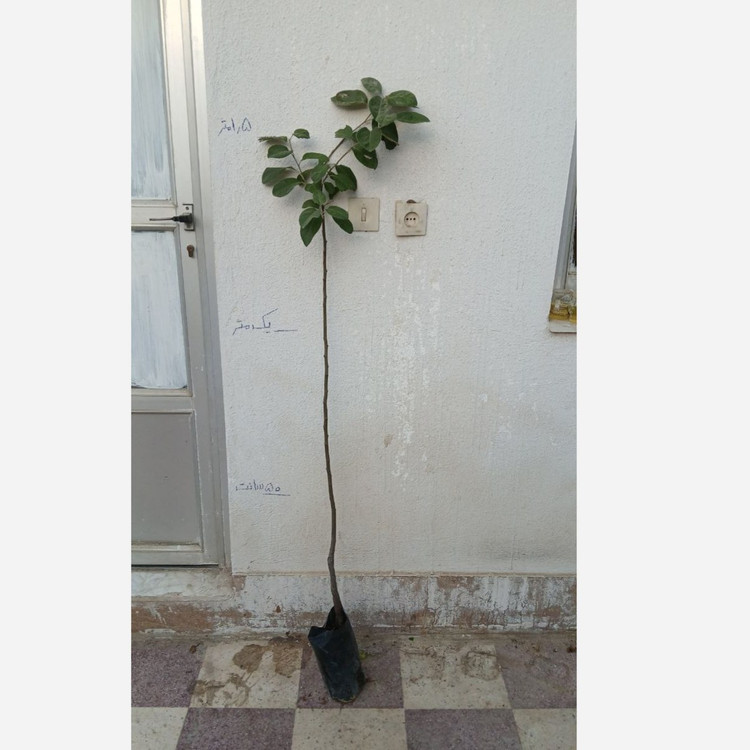 نهال خرمالو موزی پیوندی اصل گلدانی (پسکرایه)