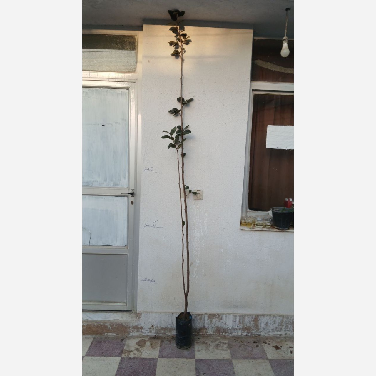 نهال خرمالو سیبی پیوندی بدون مزه گس گلدانی 3متری