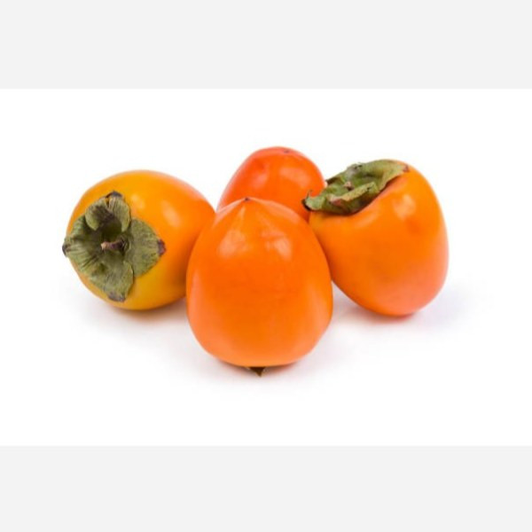 نهال خرمالو فویو ژاپنی پیوندی 2/5 متری گلدانی(پسکرایه)