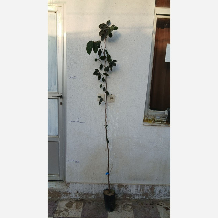 نهال خرمالو شکلاتی ایورکا پیوندی 2متری گلدانی(پسکرایه)
