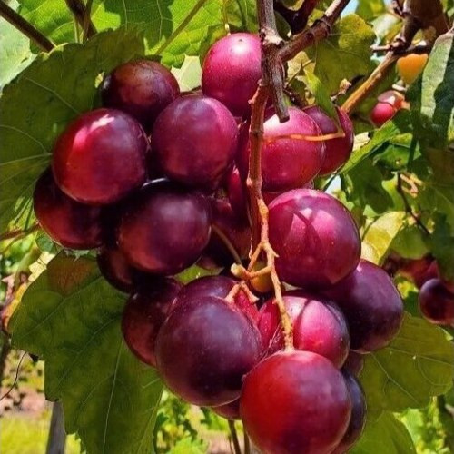 نهال انگور موسکادینا هامبورگ(پس کرایه)
