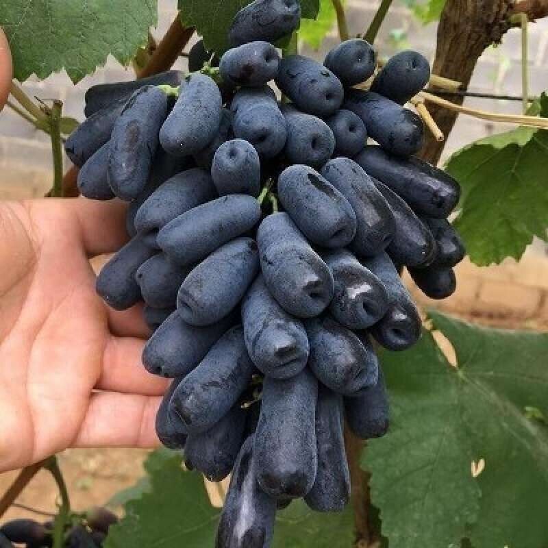 نهال انگور موندراپ (پس کرایه)
