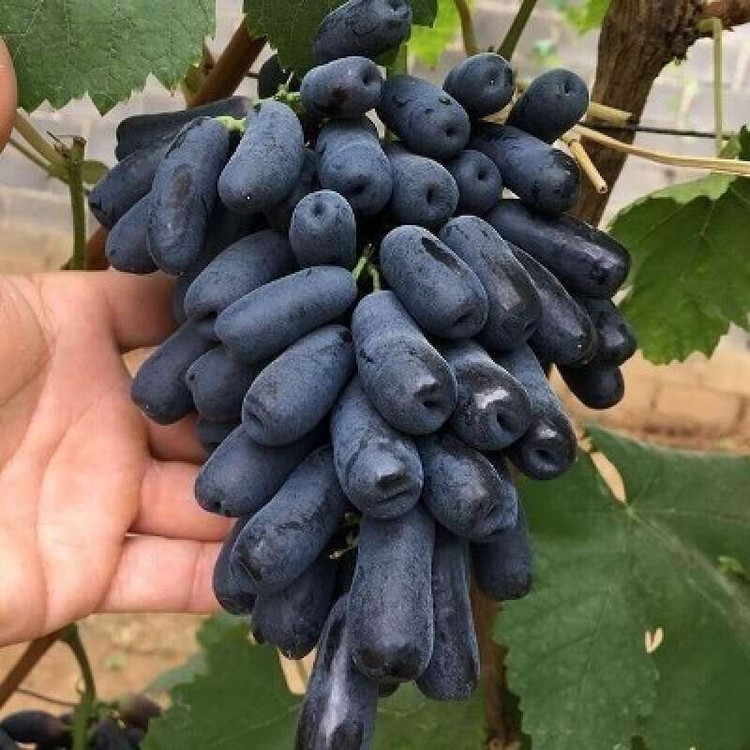 نهال انگور موندراپ (پس کرایه)