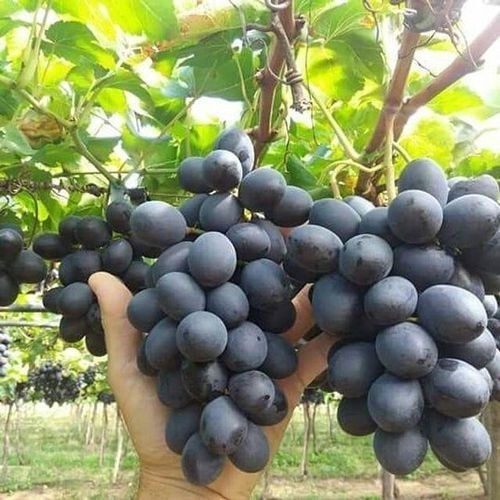 نهال دوساله انگور شامپاین فرانسه- گلدانی (پس کرایه)