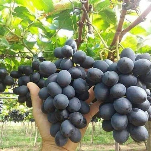 نهال دوساله انگور شامپاین فرانسه- گلدانی (پس کرایه)