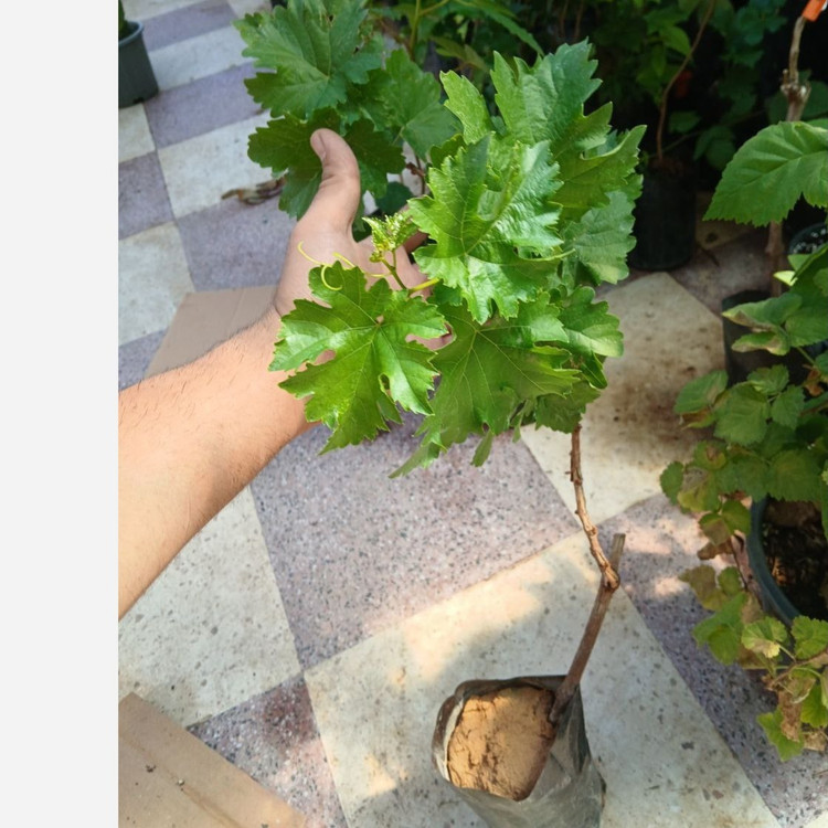 نهال دوساله انگور روبی رومن گلدانی (پس کرایه)