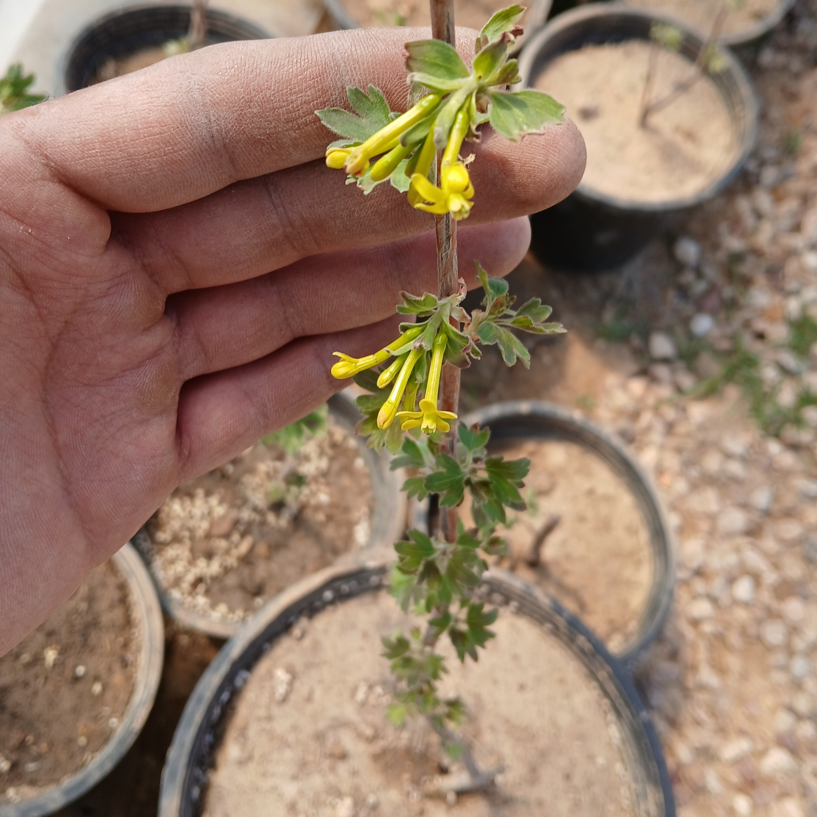 نهال بلک کارنت(کارنت سیاه) (انگور فرنگی سیاه) گلدانی (پس کرایه)