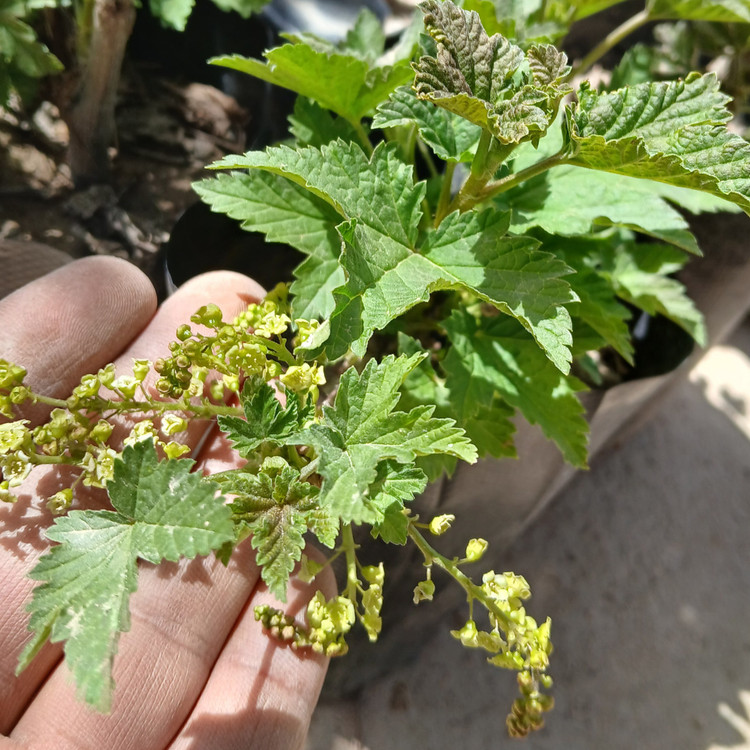 نهال انگور کارنت سفید(انگور فرنگی سفید) گلدانی (پس کرایه)