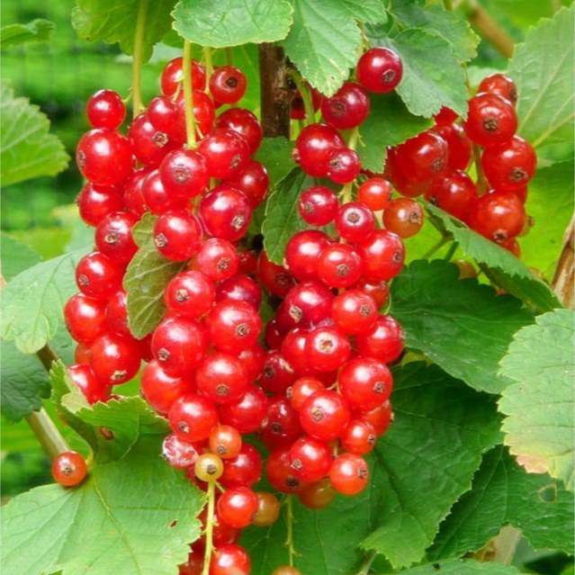 نهال دوساله انگور ردکارنت (انگور فرنگی قرمز) گلدانی (پس کرایه)