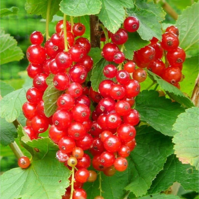 نهال دوساله انگور ردکارنت (انگور فرنگی قرمز) گلدانی (پس کرایه)