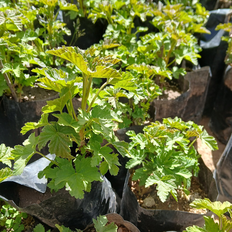 نهال دوساله انگور ردکارنت (انگور فرنگی قرمز) گلدانی (پس کرایه)