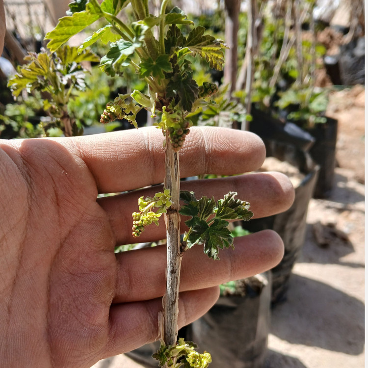 نهال دوساله انگور ردکارنت (انگور فرنگی قرمز) گلدانی (پس کرایه)