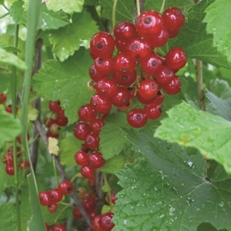 نهال دوساله انگور ردکارنت (انگور فرنگی قرمز) گلدانی (پس کرایه)