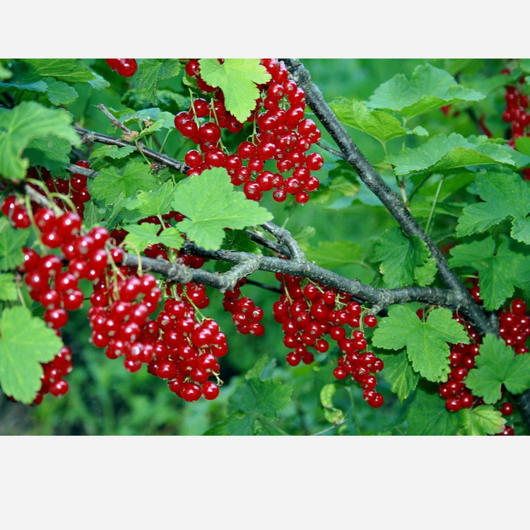 نهال دوساله انگور ردکارنت (انگور فرنگی قرمز) گلدانی (پس کرایه)