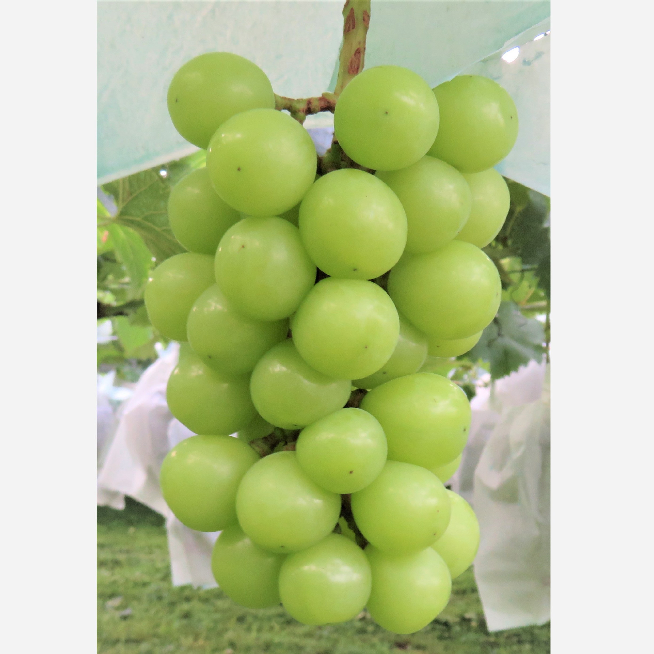 نهال دوساله انگور موسکات ژاپنی سبز گلدانی (پس کرایه)