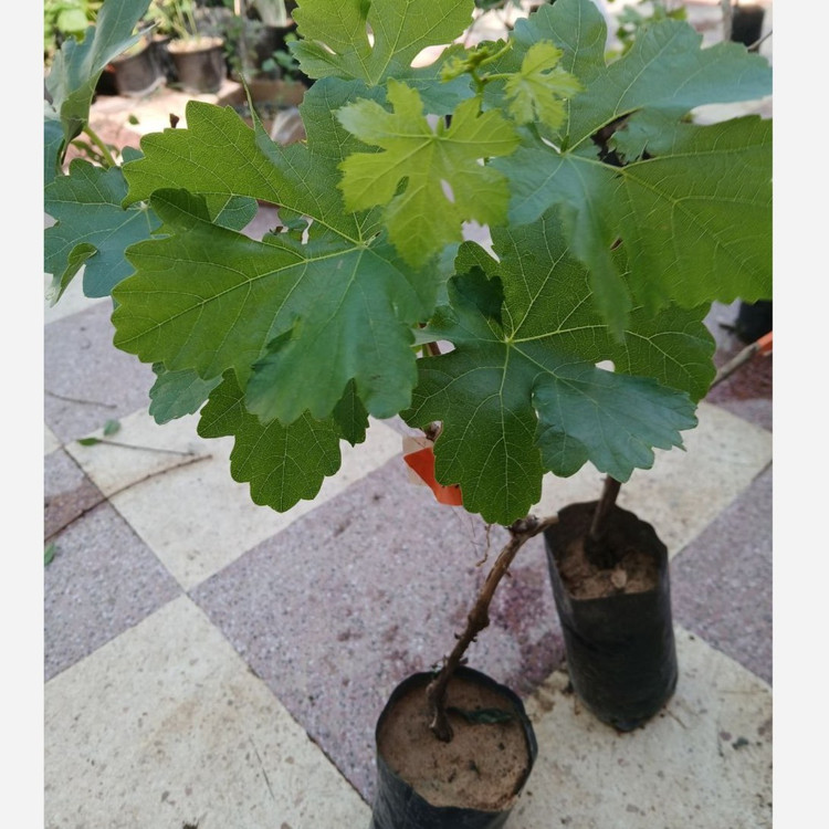 نهال انگور شمشیری سفید گلدانی (بی دانه) (پس کرایه)