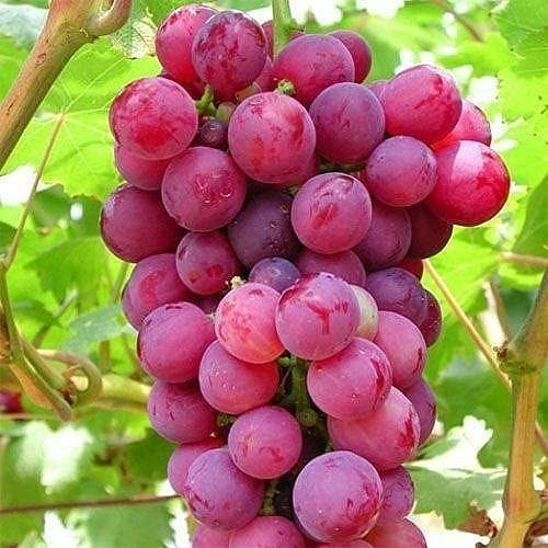 نهال انگور رد گلوب گلدانی (پس کرایه)