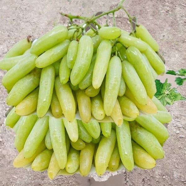 نهال انگور شمشیری سفید گلدانی (بی دانه) (پس کرایه)