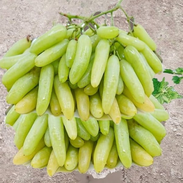نهال انگور شمشیری سفید گلدانی (بی دانه) (پس کرایه)