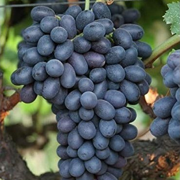 نهال انگور اتم رویال گلدانی(بی هسته)