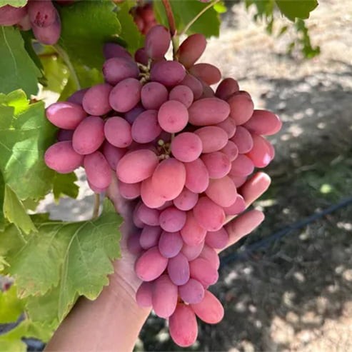 نهال انگور کریسمون (بدون هسته نژاد تجاری) (پس کرایه)