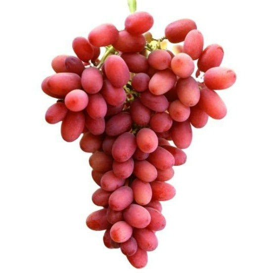 نهال انگور کریسمون (بدون هسته نژاد تجاری) (پس کرایه)