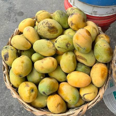 نهال انبه محلی ایرانی