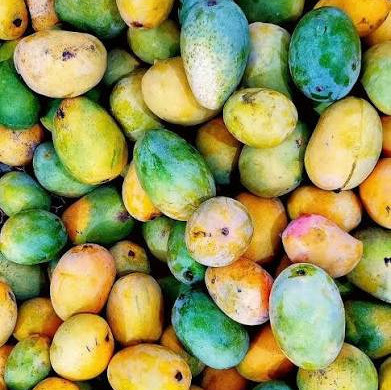 نهال انبه محلی ایرانی
