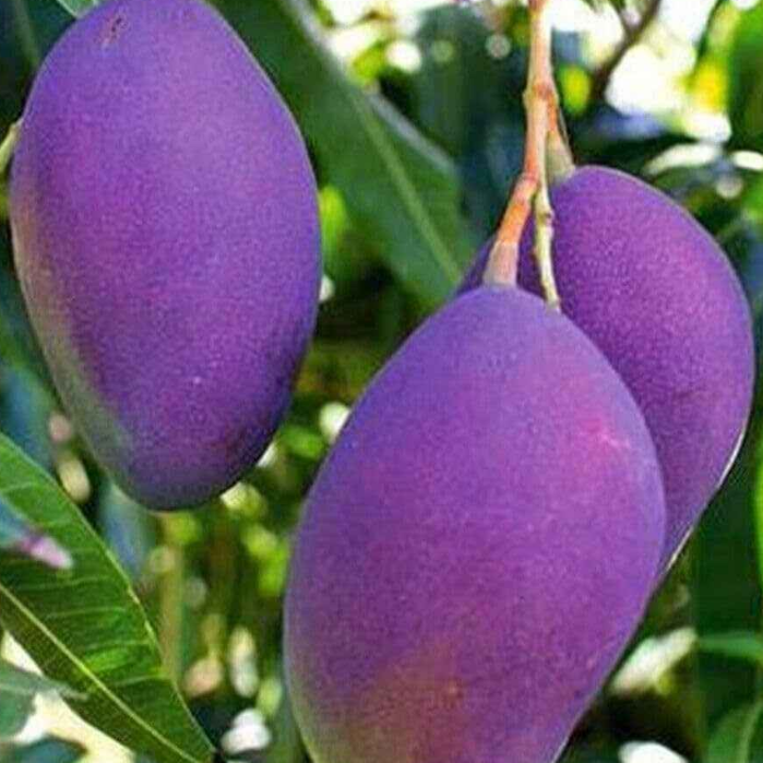 نهال انبه بنفش تایلندی پیوندی