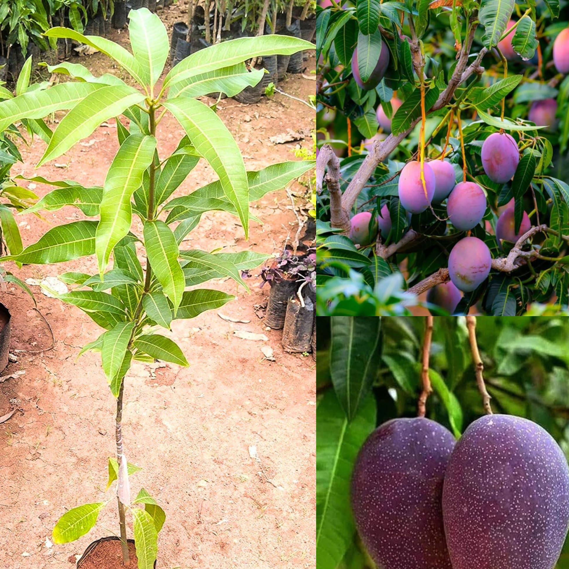 نهال انبه بنفش تایلندی پیوندی