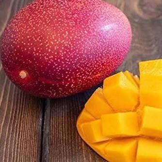نهال انبه میازاکی ژاپنی پیوندی