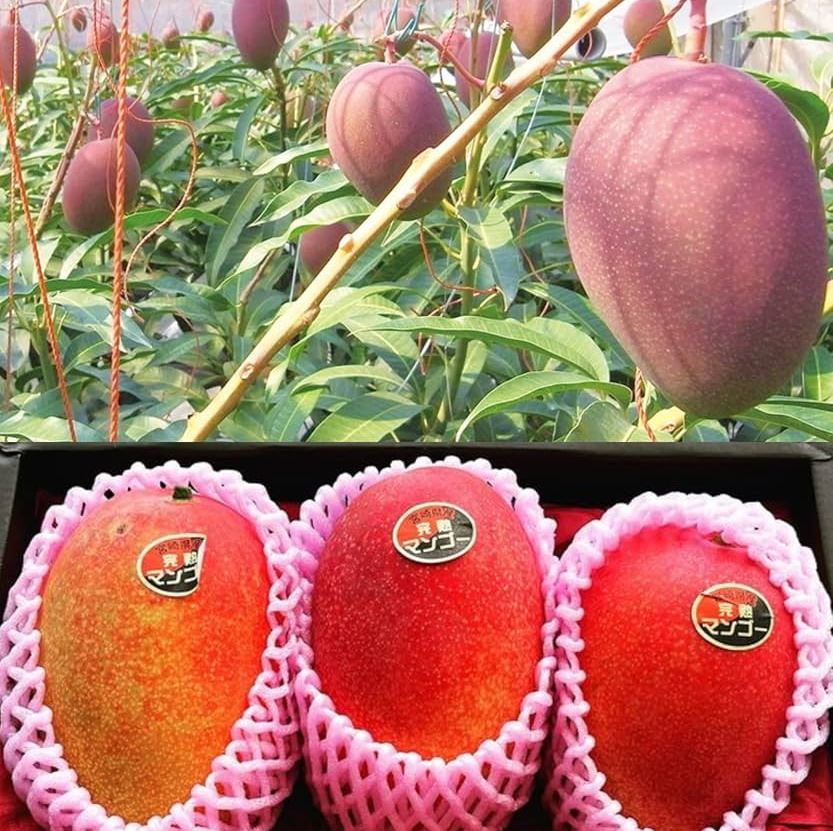 نهال انبه میازاکی ژاپنی پیوندی
