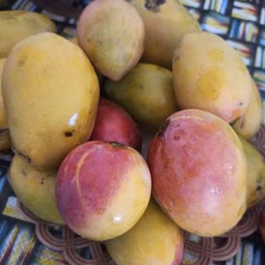 نهال انبه سندری پیوندی