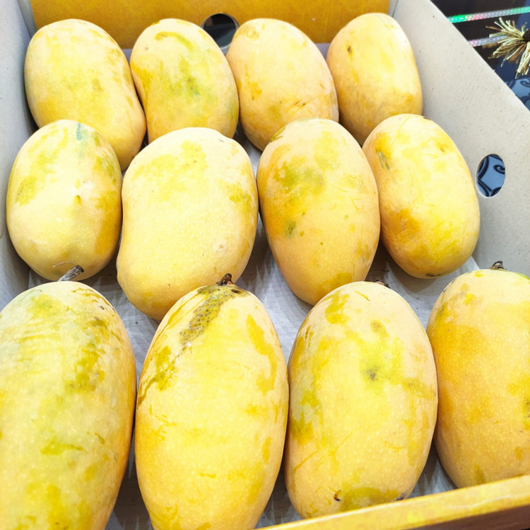 نهال انبه چونسا پاکستانی پیوندی