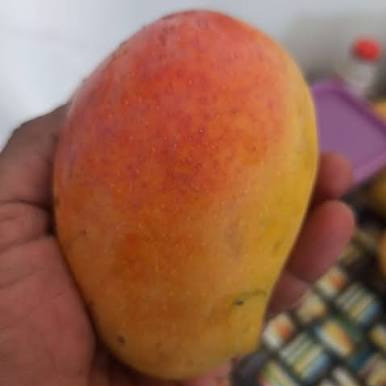 نهال انبه سندری پیوندی