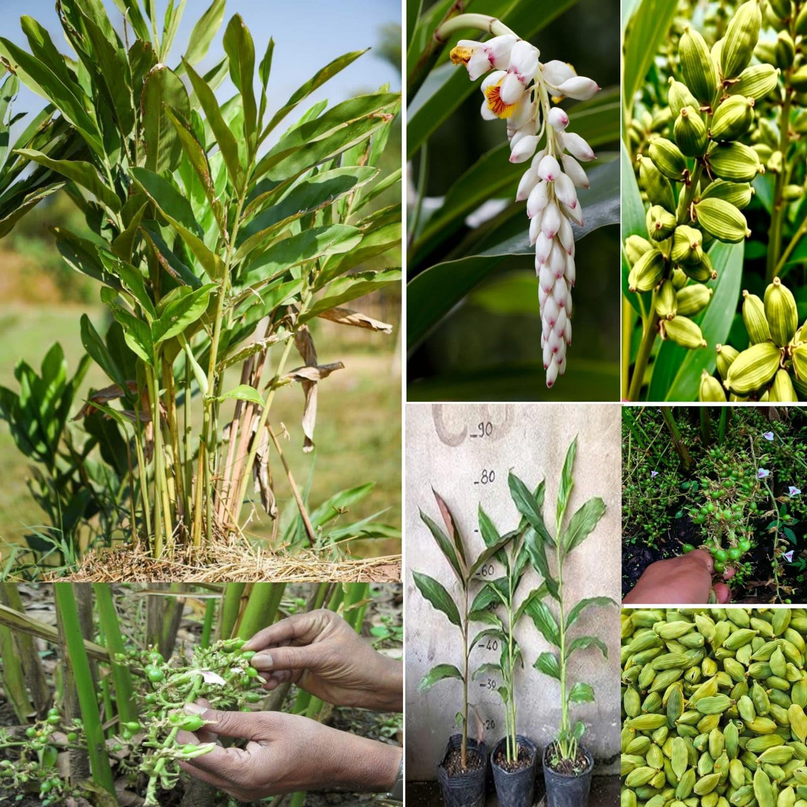 نهال هل وارداتی اماراتی