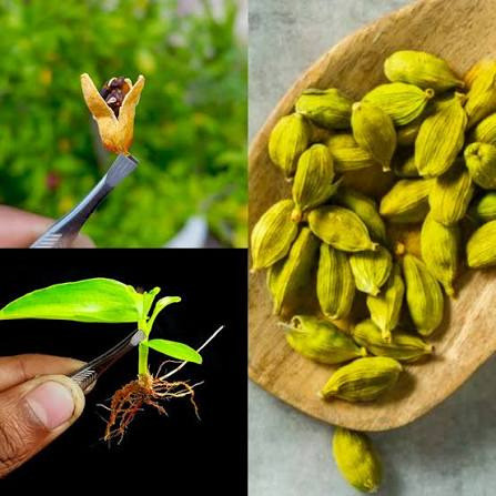 نهال هل وارداتی اماراتی