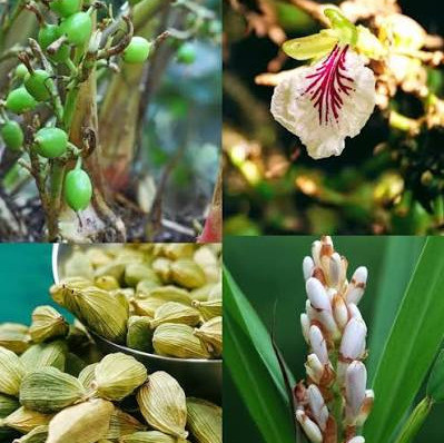نهال هل وارداتی اماراتی