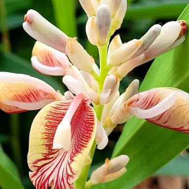 نهال هل وارداتی اماراتی
