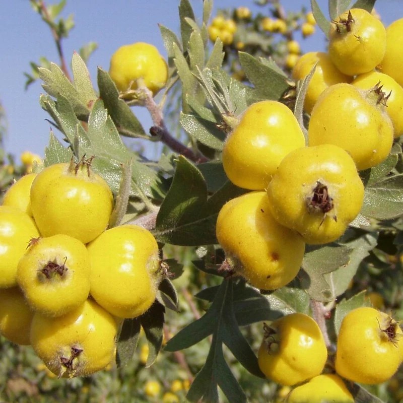 نهال زالزالک غول زرد چینی پیوندی گلدانی 2 متری